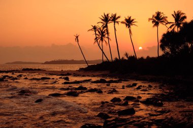 Tropik Orange Sunset Palm Siluet Manzarası. Sri Lanka Sahili
