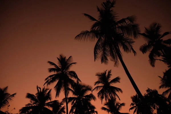 Exotisch Oranje Sunset Palm Silhouet Landschap. Strand van Sri Lanka — Stockfoto