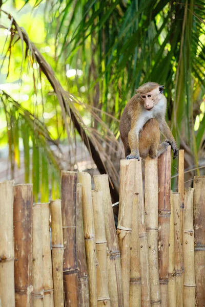 Aranyos Macaca Sinica majom a Bambusz Park Kerítésen — Stock Fotó