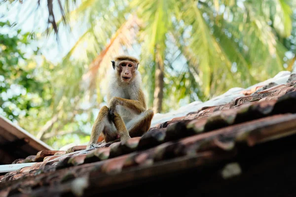 Aranyos Macaca Sinica majom a Hut-tetőn — Stock Fotó