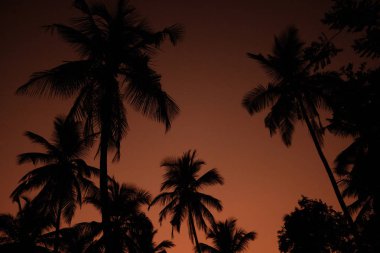 Egzotik Orange Sunset Palm Siluet Manzarası. Sri Lanka Sahili