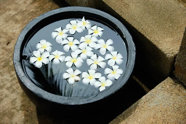 Frangipani vit tropisk blomma i skål vatten — Stockfoto