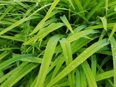 Taze Yeşil Egzotik Tropikal Yaprak Su Bırak. Bali Tropic, Endonezya. Doğa Bitki Silik Yeşillik. Yaz Flora Closeup Detay Fotoğraf. Jungle Doğal Yaprak Desen