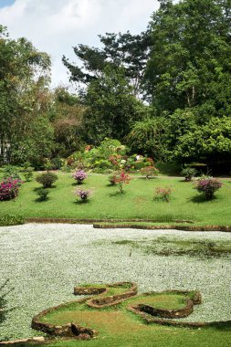 Peradeniya Kral Bahçesinde Yeşil Alan ve Ağaçlar
