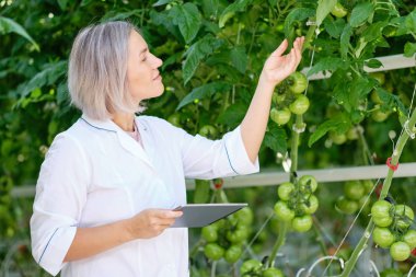Serada Domates Fabrikasına Bakan Genç Kadın