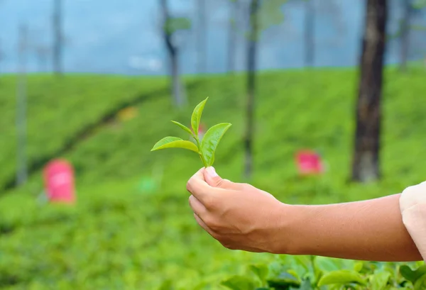 Ręka Holding zielone liście herbaty roślin zbliżenie — Zdjęcie stockowe
