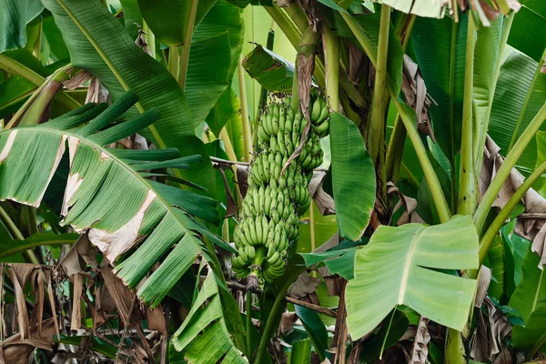 Ботанічні природи зелений тропічний банан листя дерева — стокове фото