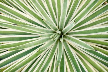 Agave Angustifolia ya da Vivipara Yakın Çekim Resmi
