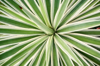 Agave Angustifolia ya da Vivipara Yakın Çekim Resmi