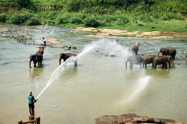 Hombre lavando elefantes en el río de la isla asiática — Foto de Stock