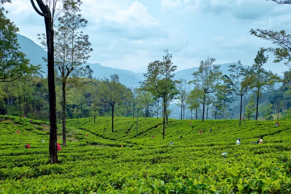 Trabajadores cosechan en plantación de té en Sri Lanka — Foto de Stock