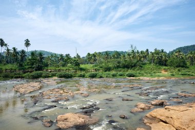 Güneşli Günde Pinnawala Tropikal Jungle Nehri