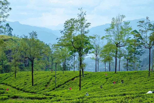 Paisaje plantación de té de asiento de Lipton imagen — Foto de Stock