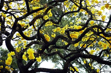 Adada Evergreen Tree Cassia Sarı Çiçekler