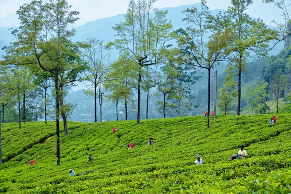Arbetare skörd på Tea Plantation i Sri Lanka — Stockfoto