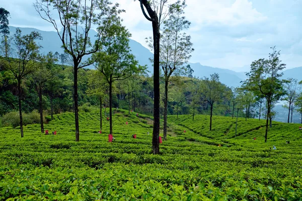 Trabajadores cosechan en plantación de té en Sri Lanka — Foto de Stock