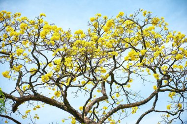 Adada Evergreen Tree Cassia Sarı Çiçekler