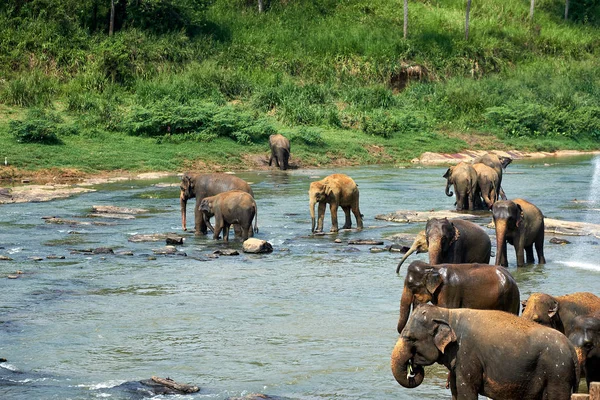 Ελέφαντες που κάνουν μπάνιο στη ζούγκλα του ποταμού Σρι Λάνκα — Φωτογραφία Αρχείου