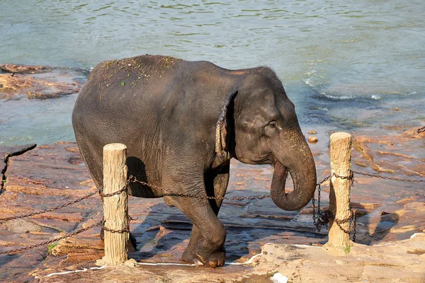 Купание слонов в джунглях Шри-Ланки — стоковое фото