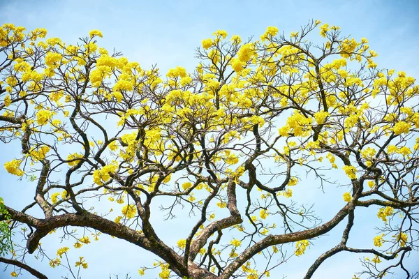 Adada Evergreen Tree Cassia Sarı Çiçekler