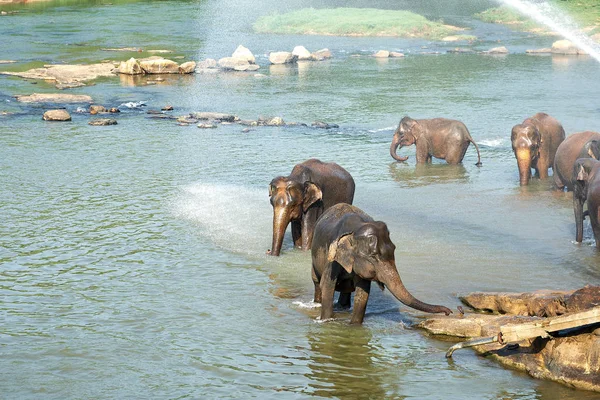 Elefantes bañándose en el río Selva de Sri Lanka — Foto de Stock