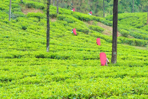 工人在斯里兰卡的茶园采摘 — 图库照片