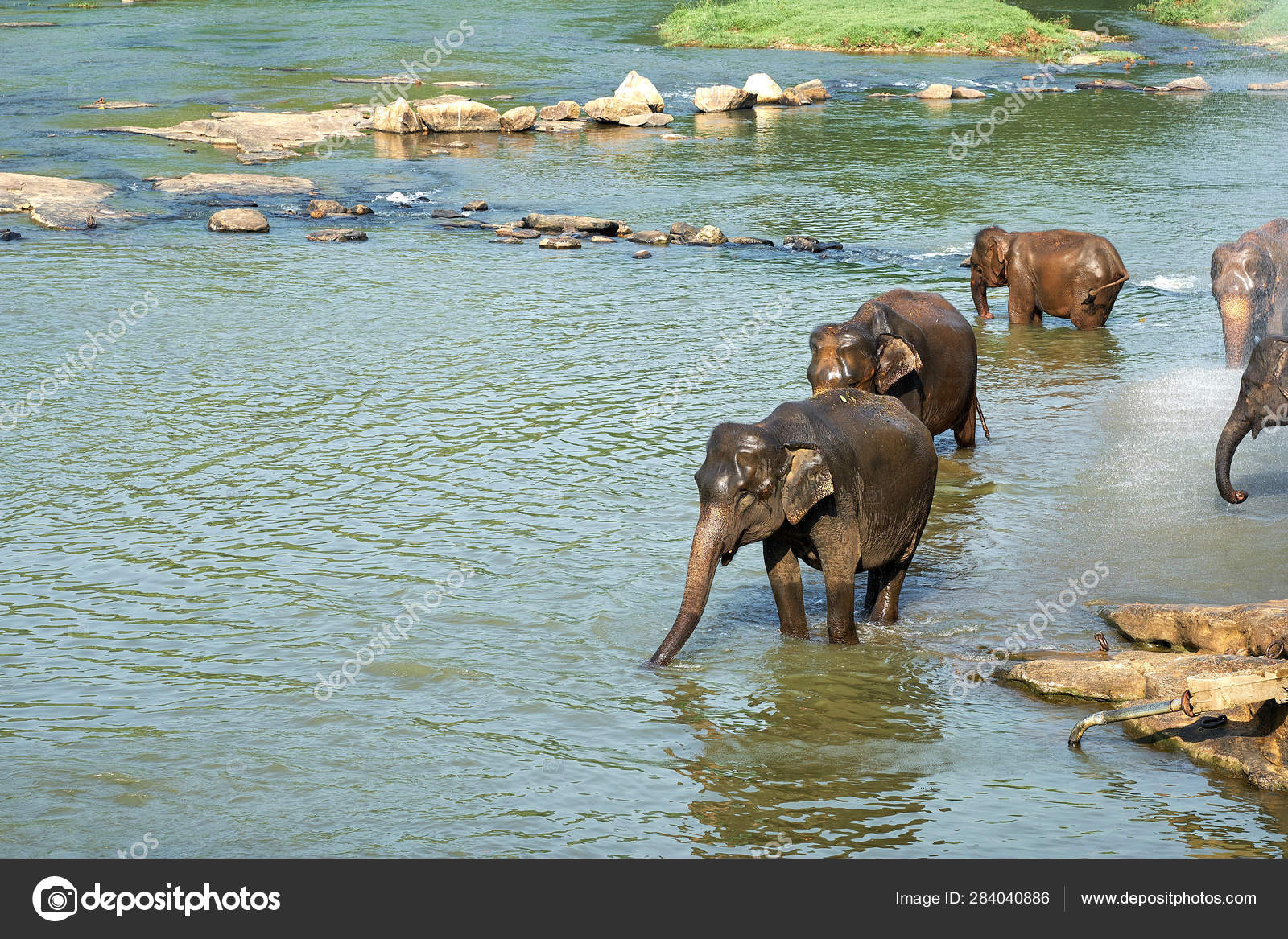 Zoology Elephants