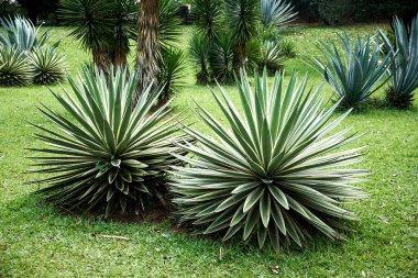 Yeşil Çim Üzerinde Big Agaves ile Yaz Resmi