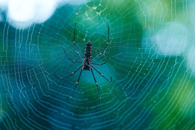 Nephila Pilipes Sri Lanka Tehlikeli Örümcek olduğunu