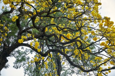 Adada Evergreen Tree Cassia Sarı Çiçekler