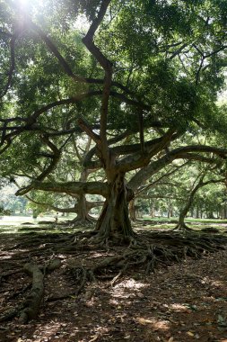 Peradeniya Sri Lanka Kraliyet Parkı'nda Eski Ağaç