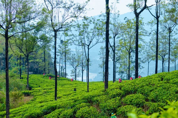 Trabajadores cosechan en plantación de té en Sri Lanka — Foto de Stock