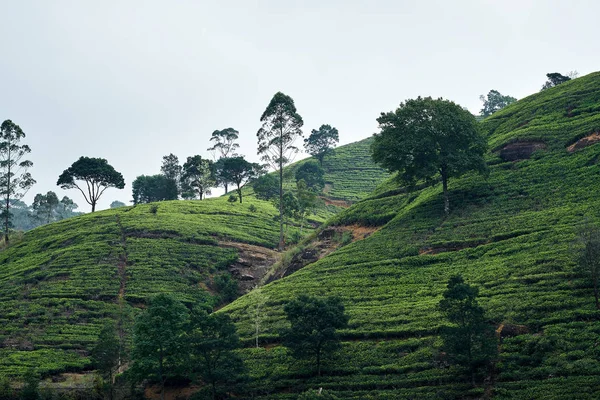Landskap Tea Plantation av Lipton Seat bild — Stockfoto
