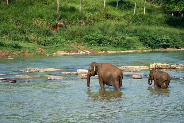 Elefantbad i Jungelelva på Sri Lanka – stockfoto