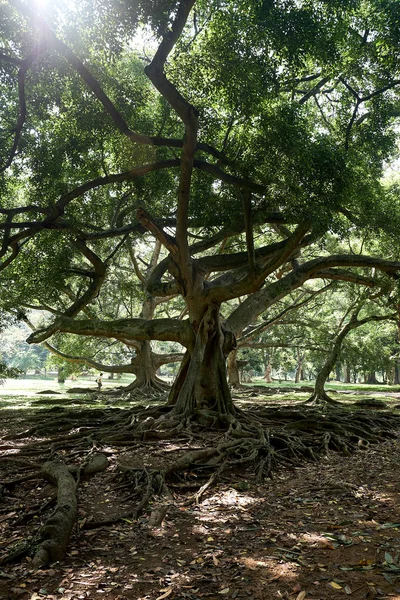 Árvore velha no parque real de Peradeniya Sri Lanka — Fotografia de Stock