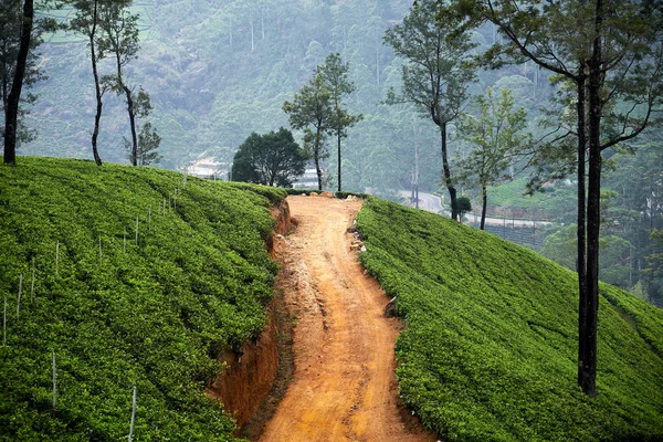 土路旁的山上广阔的茶园 — 图库照片