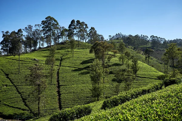 Paisaje plantación de té de asiento de Lipton imagen — Foto de Stock