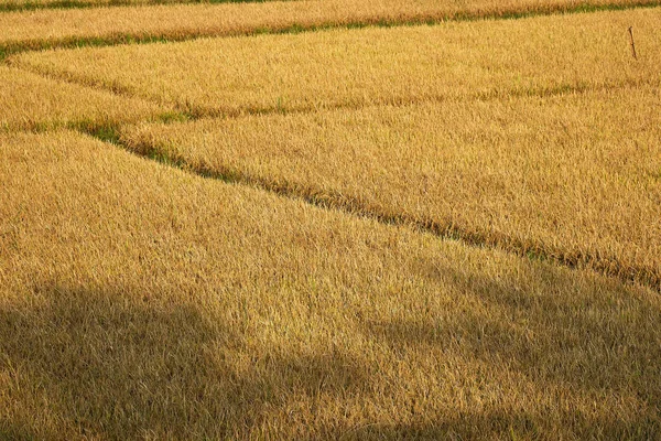 Солнечное поле Пэдди в Саммантурае Шри-Ланки — стоковое фото