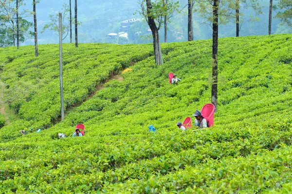 努瓦拉·埃利亚，斯里兰卡 - 2019年3月4日：勤劳的女性采茶者。农民保持作物自然农业农业有机产品在新鲜布什背景 — 图库照片