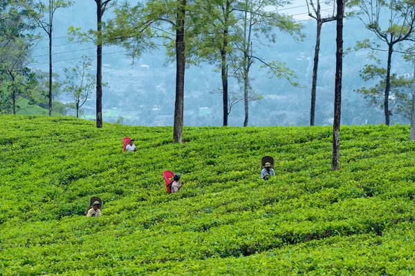 Nuwara Eliya, Sri-Lanka-4 maart 2019: hardwerkende vrouwelijke thee plukkers. Boer houden gewas natuur agrarische landbouw biologisch product op verse Bush achtergrond — Stockfoto