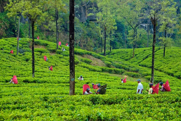 Nuwara Eliya, Sri-Lanka-4 mars 2019: hårt arbetande kvinnliga te-plockare. Jordbrukare hålla gröda natur jordbruks odling ekologisk produkt på färsk buske bakgrund — Stockfoto
