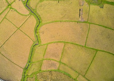 Çeltik BitkiSi Plantasyonu Flat Lay Airscape Fotoğraf