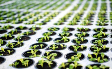 Saksı Blok Serada Genç Bitkiler Filizlendi