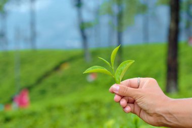 Çay Bitkicloseup El Tutan Yeşil Yaprakları
