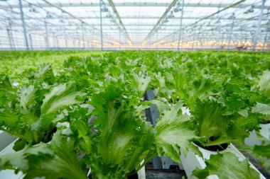 Marul serada yetişiyor. Hidroponik sebzeler