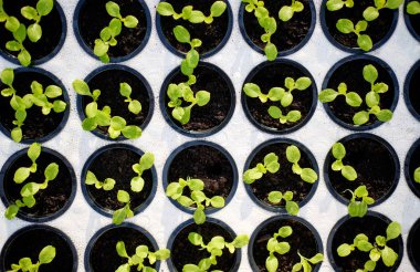 Saksı Blok Serada Genç Bitkiler Filizlendi