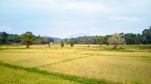 Paddy Plant Plantation Flat Lay Airscape foto — Stockfoto