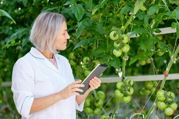 Młoda kobieta patrząc na pomidor roślin w cieplarnianych — Zdjęcie stockowe