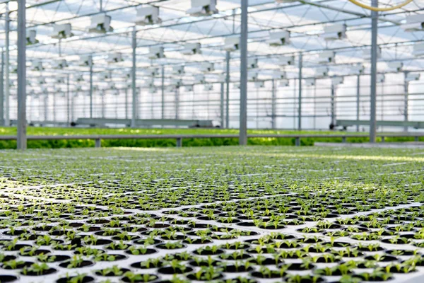 Lechuga creciendo en invernadero. Hortalizas hidropónicas —  Fotos de Stock