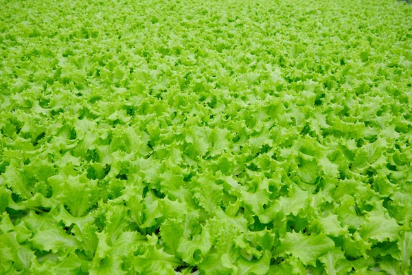 Lettuce growing in greenhouse. Hydroponic vegetables — Stock Photo, Image